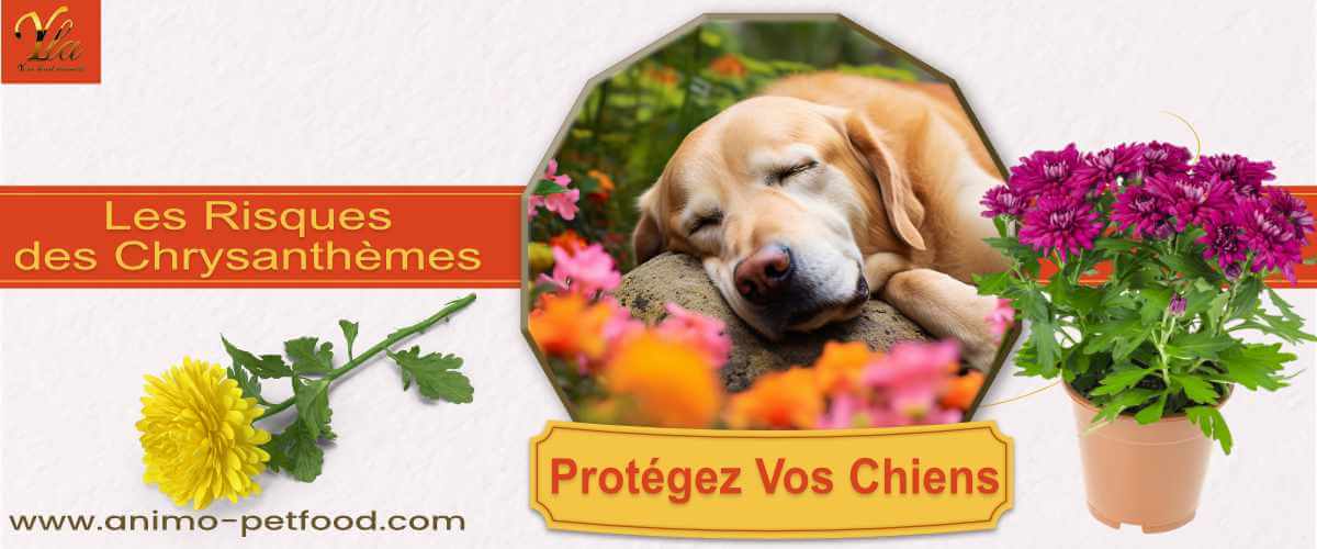 chrysantheme-et-chiens-dangers-et-prevention